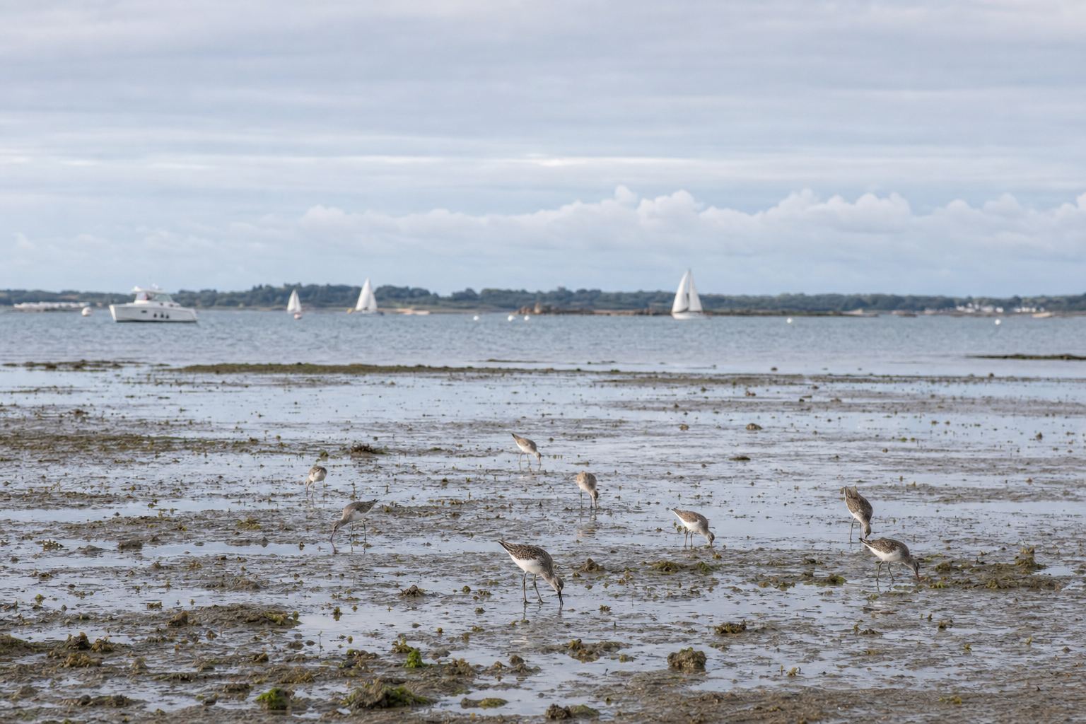 Limicoles s'alimentant sur les vasières à marée basse, voiles au loin